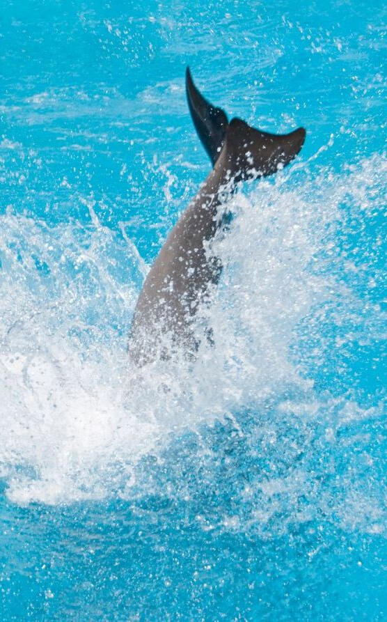Penguins in a blue pool